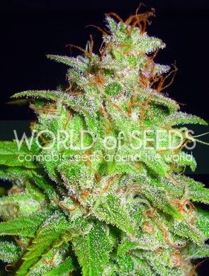 Mazar x White Rhino