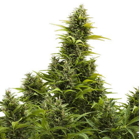 MediKit Auto
