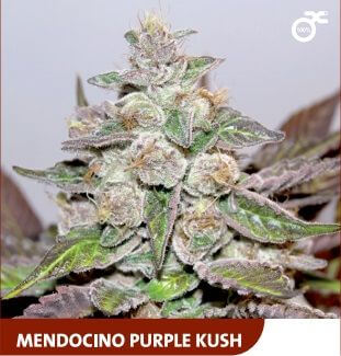 Mendocino Purple Kush