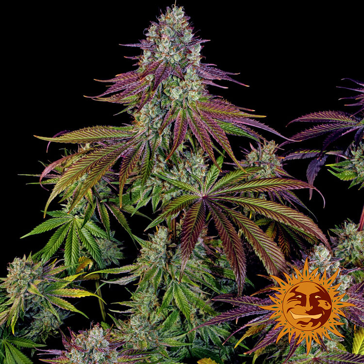 Mimosa Evo.