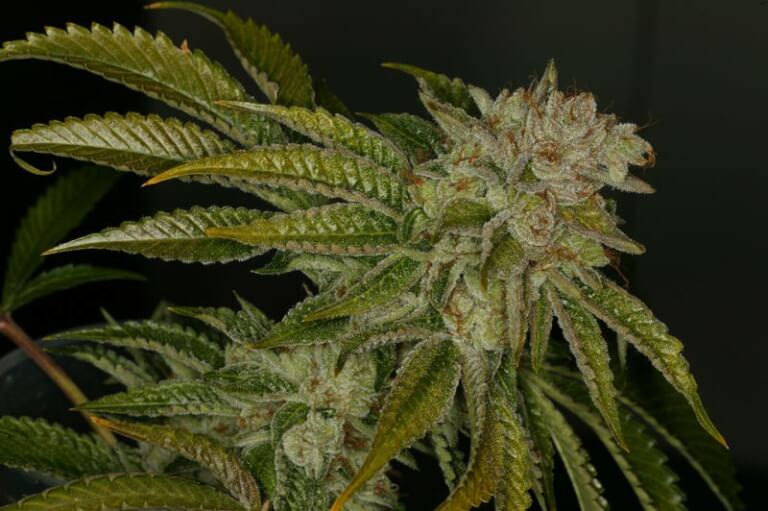 MK-Ultra