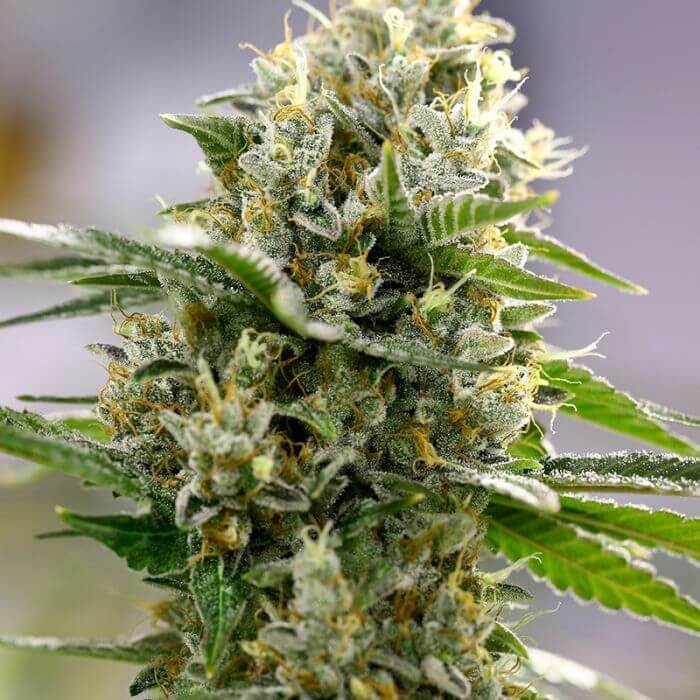 Moby-D XXL Auto
