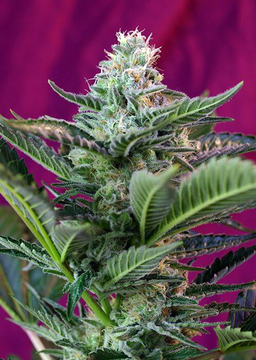 Mohan Ram Auto by Sweet Seeds
