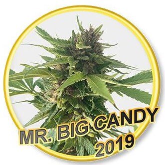 Mr. Big Candy - Regular