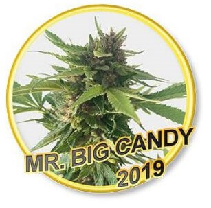 Mr Big Candy