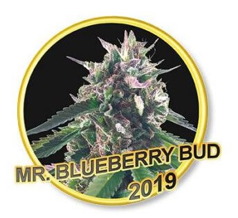 Mr Blueberry Bud