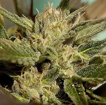 Mr Jekyll Kush