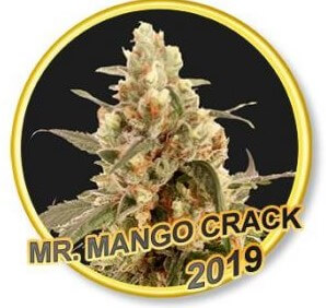 Mr Mango Crack