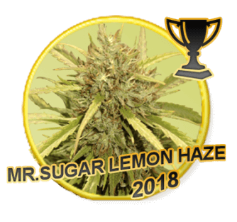 Mr Sugar Lemon Haze - Regular