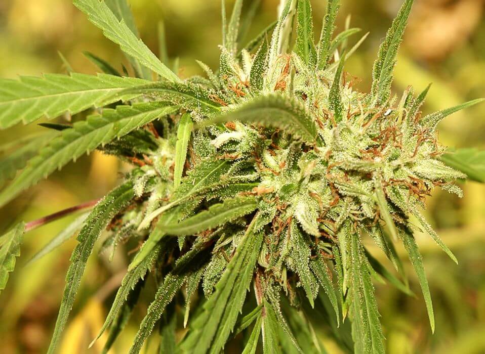 Marijuana cannabis shop Dispensary Pick THC Cannabis