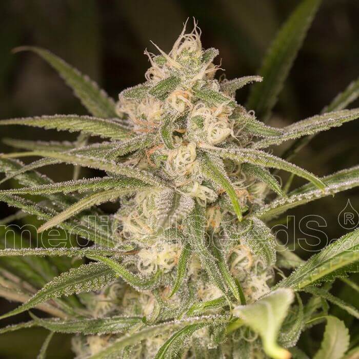 No Name Auto