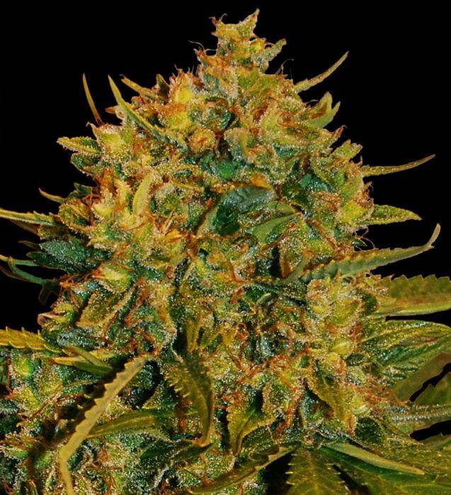 Northern Light x Big Bud Ryder