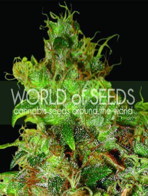 of Northern Light Skunk cannabis seeds by World Of