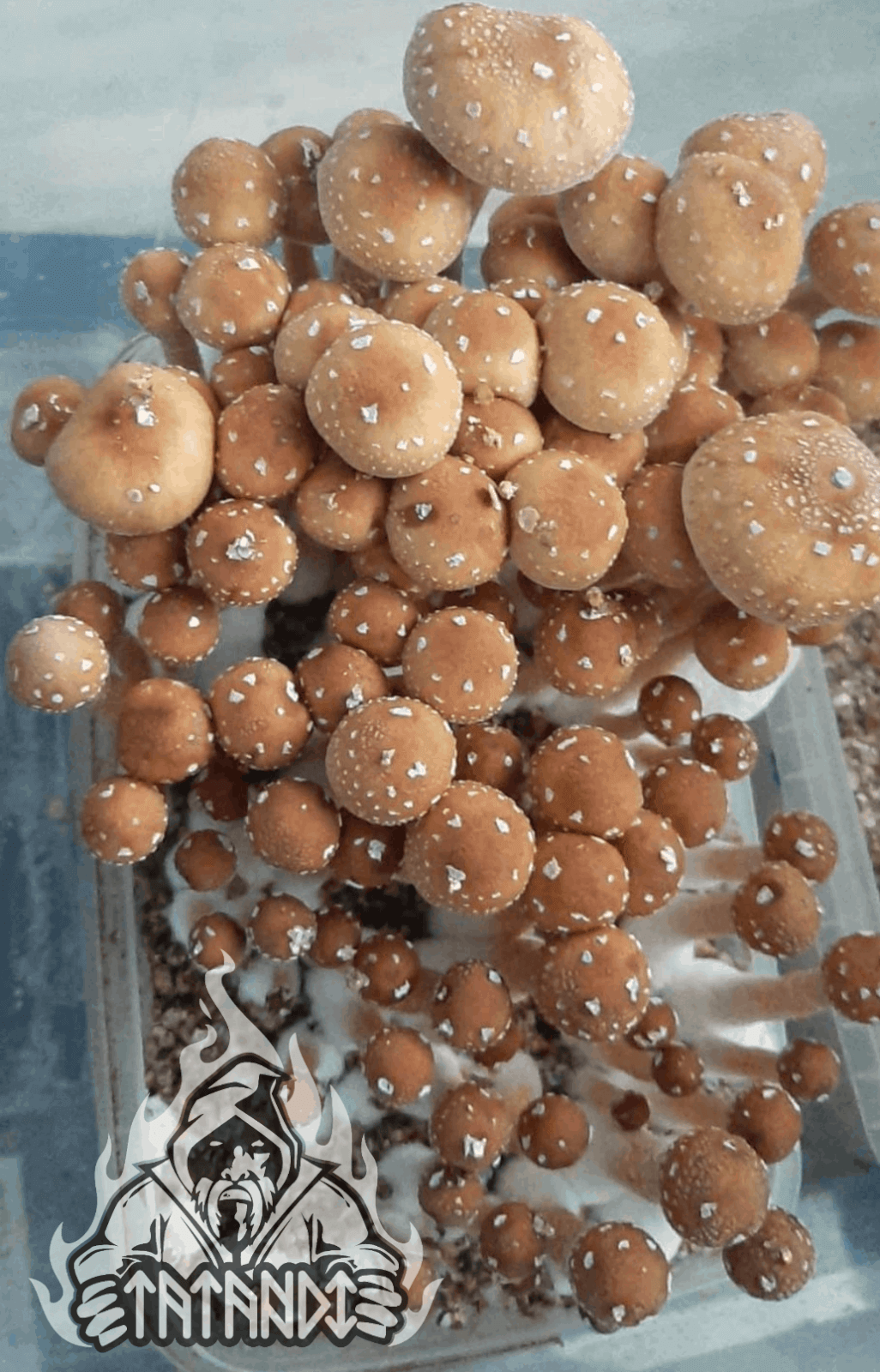 Pain de champignons magiques Alacabenzi - Tatandi
