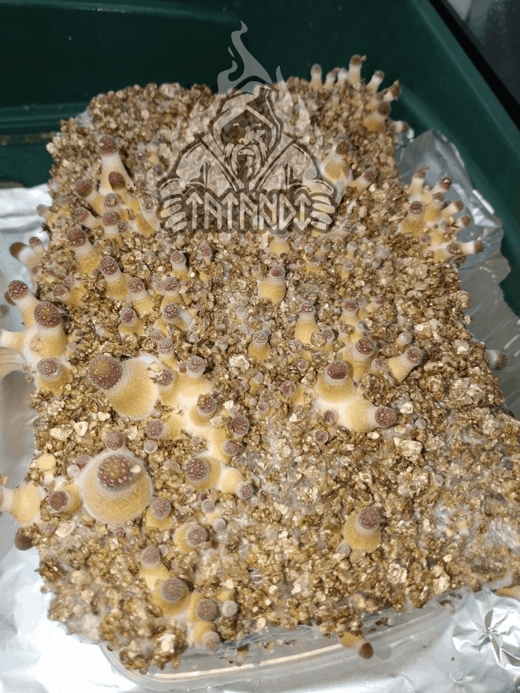 B+ mushroom growing kit - Tatandi