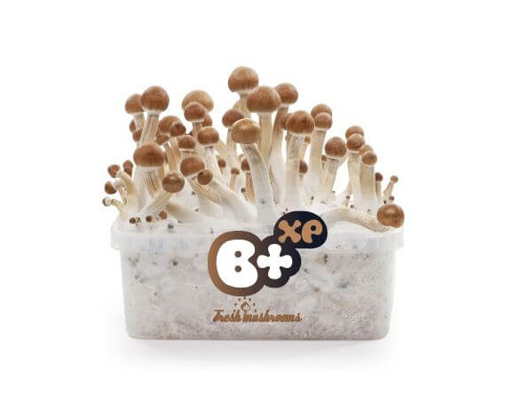 Pain de culture de champignons B + XP - Freshmushrooms