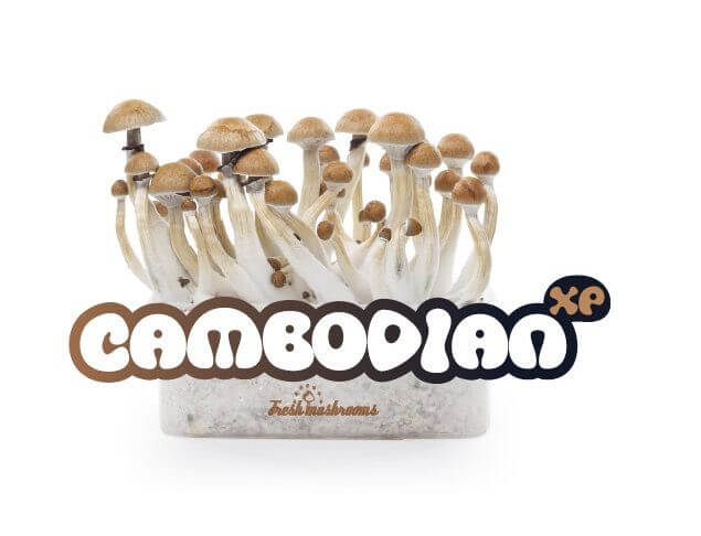 Cambodian XP mushroom growing kit - Freshmushrooms