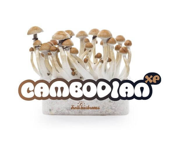 Pan de setas alucinógenas Cambodian - Freshmushrooms