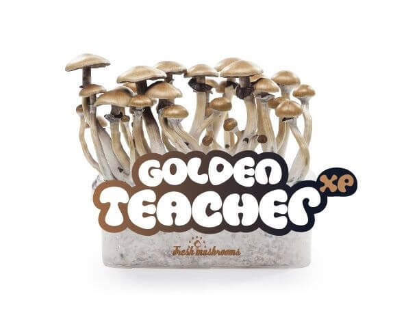 Golden Teacher XP mushroom growing kit - Freshmushrooms