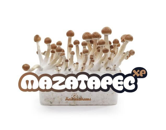 Mazatapec mushroom growing kit