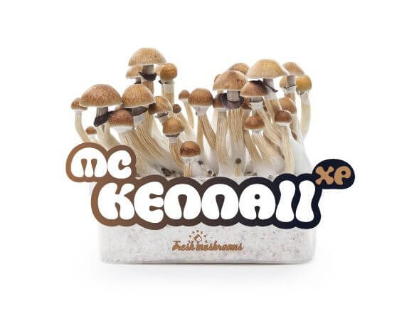 Pan de cultivo de setas McKennaii XP - Freshmushrooms