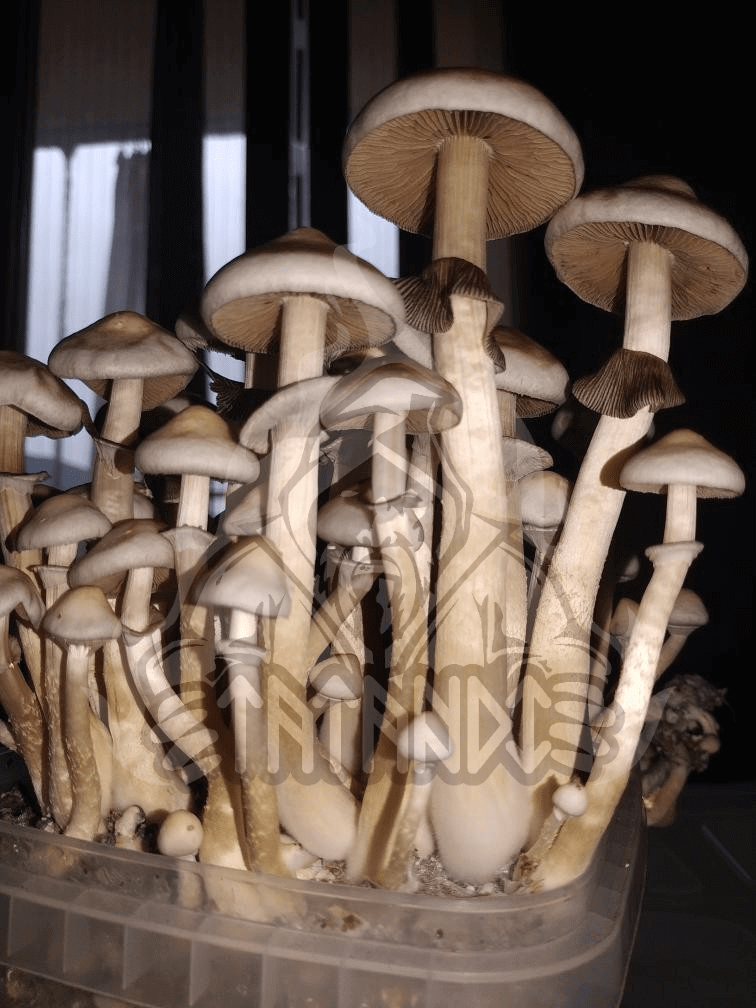 Rusty White magic mushroom kit - Tatandi