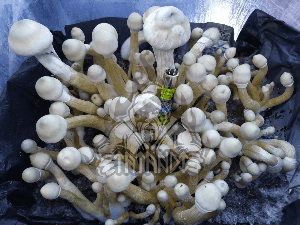 Pain de champignons magiques Tatandi Leucistic - Tatandi