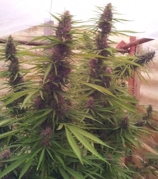 of the Panama Red to indoor marijuana crops