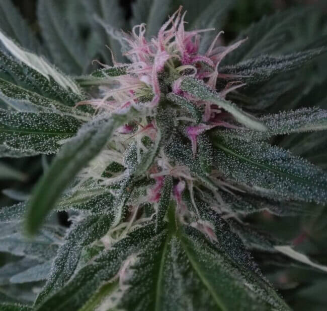FAQ for promising marijuana seeds feminized