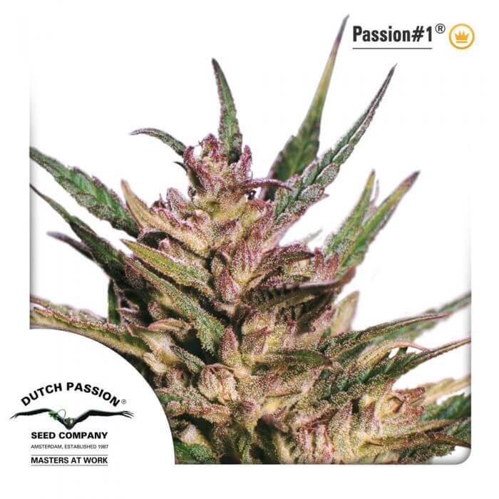 Passion #1