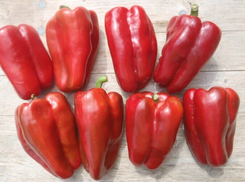 Organic 4 Morros Red Pepper - Les Refardes