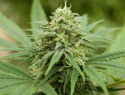Pineapple Express #2