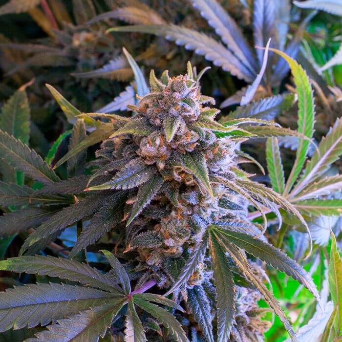 Pineapple Larry OG by BSF Seeds