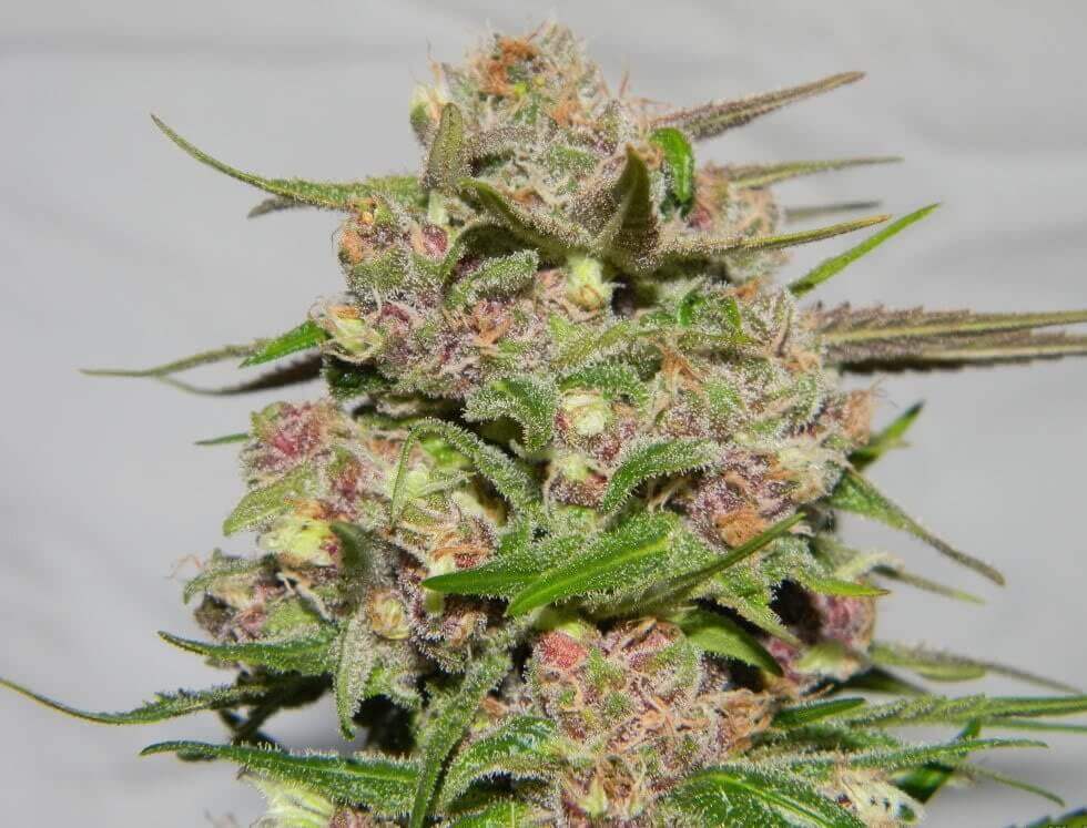 Plush Berry Seeds Review and Info