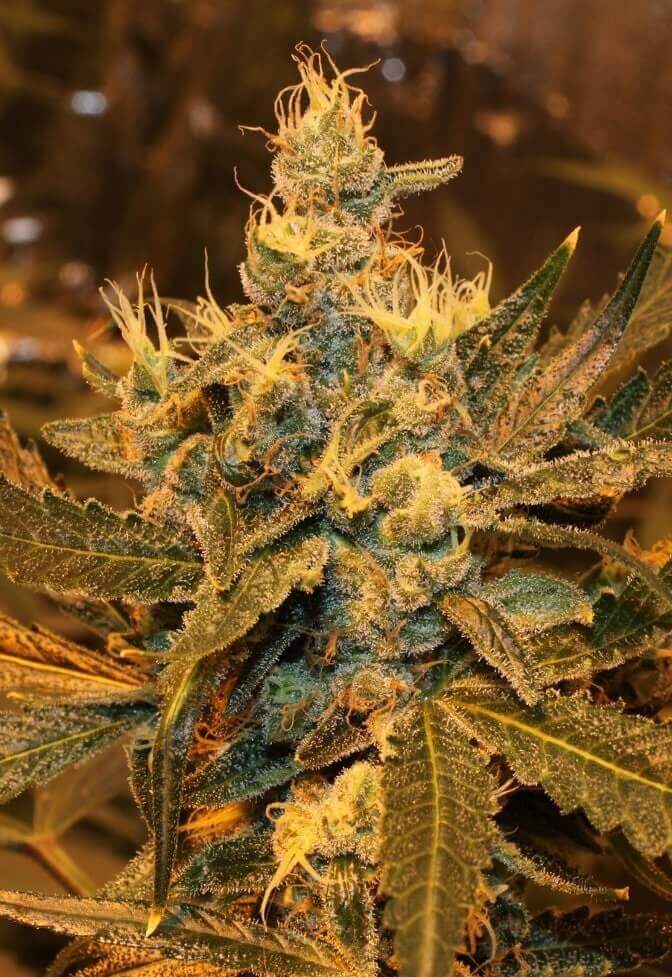 Plush Berry Seeds Review and Info