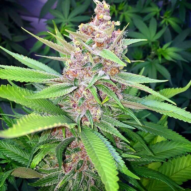 Plush Berry Seeds - How to Grow a Delicious Marijuana Strain