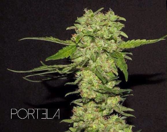 Portela