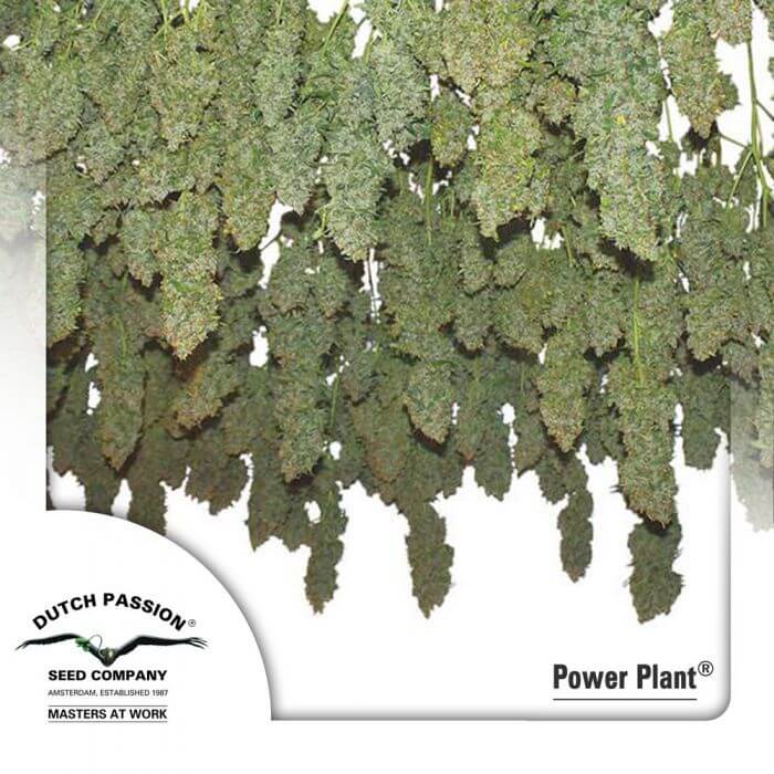 Power Plant