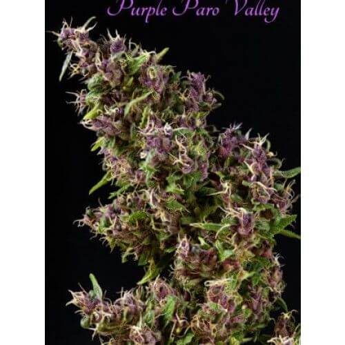 Purple Paro Valley