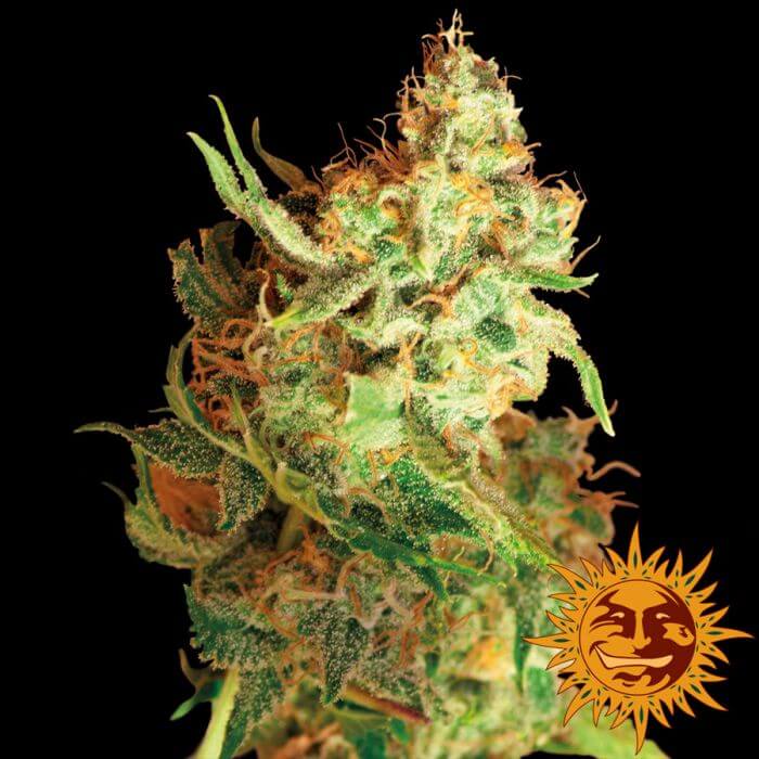 25 Strange Hobbies That'll create You Better At Sprouting Profitable Red Dragon Seeds