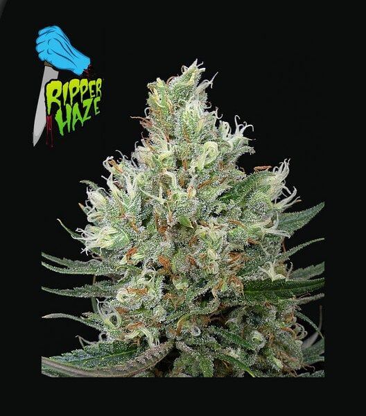 Ripper Haze