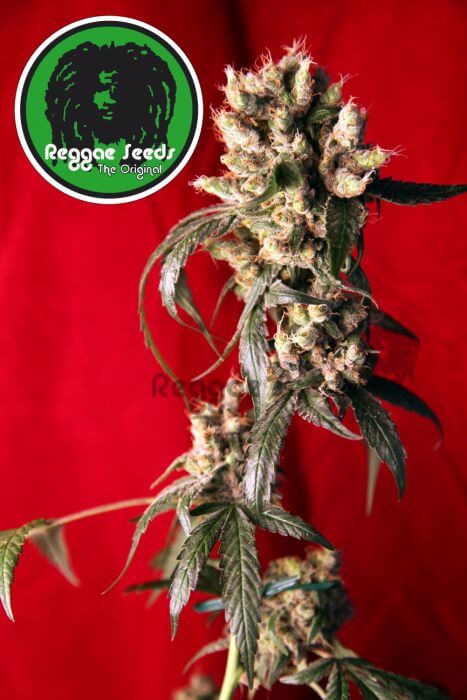Roots - Reggae Seeds