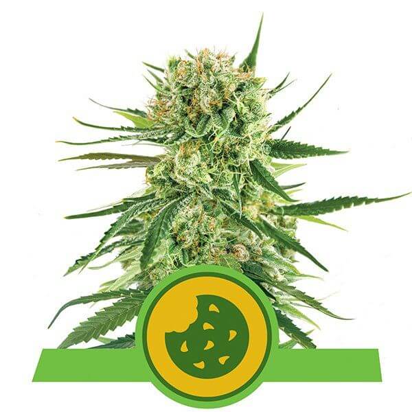 Royal Cookies Automatic