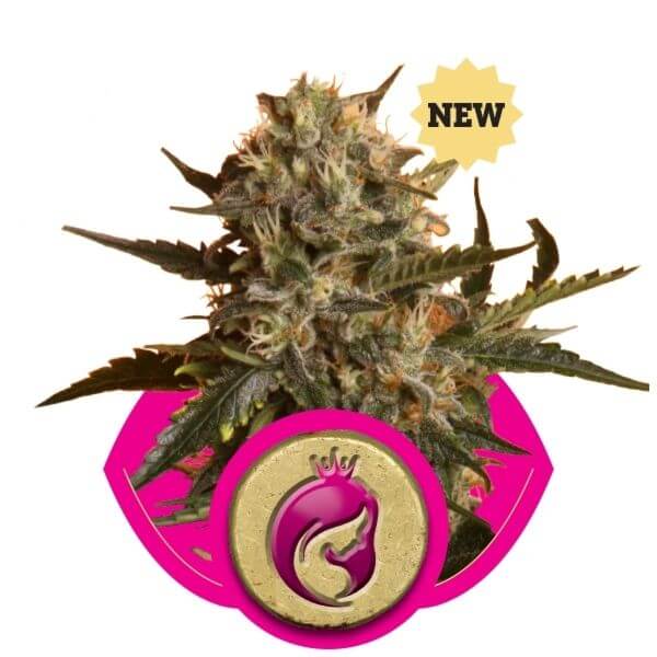 Mother Gorilla (aka Royal Madre)