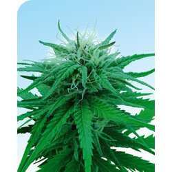 Cannabis ruderalis seeds for sale