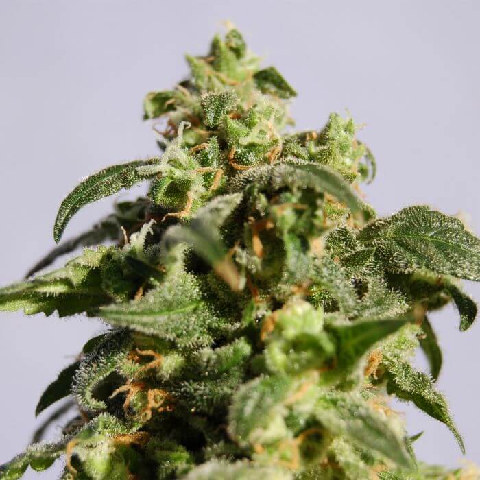 Skunk + (Power Skunk)