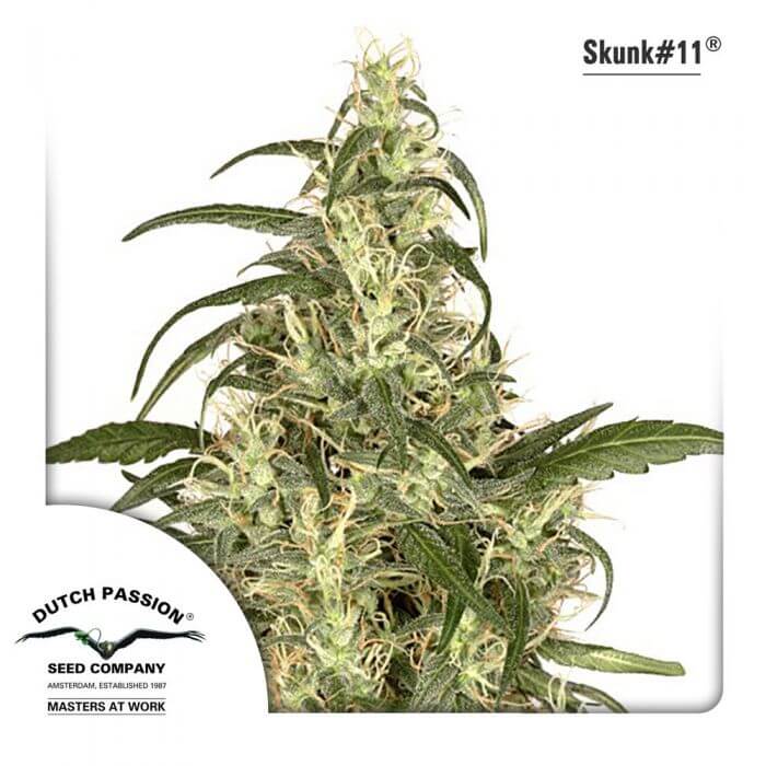 Skunk #11
