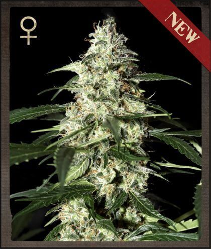 Skunk Auto