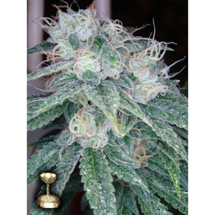 Sale of Sour Diesel seeds from DNA – Reserva Privada