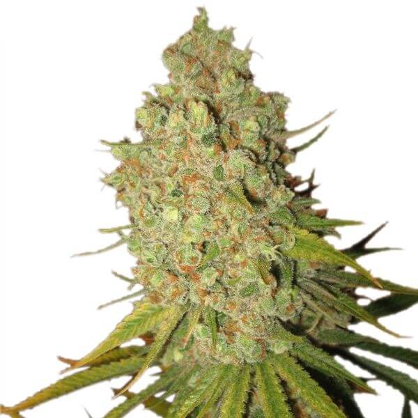 Special Kush 1